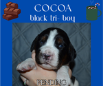Puppy Cocoa English Springer Spaniel