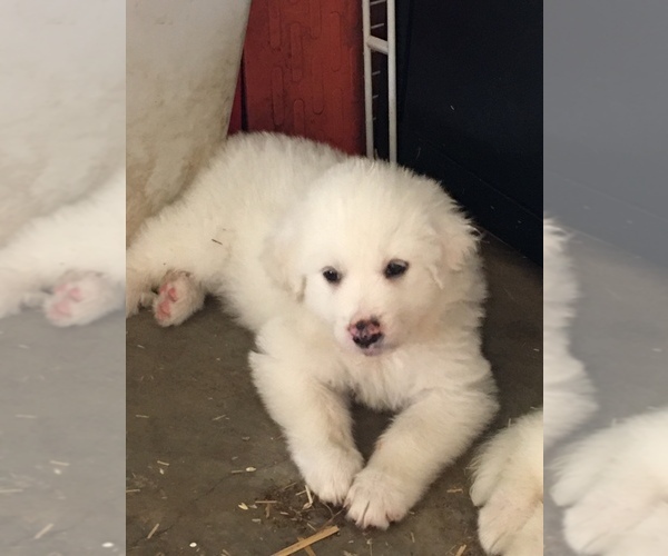 Medium Photo #1 Great Pyrenees Puppy For Sale in JEFFERSON, MD, USA