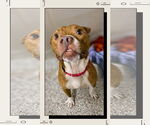 Small Boxer Mix