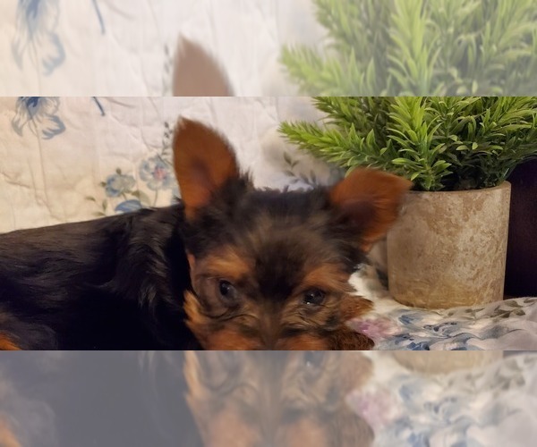 Medium Photo #2 Yorkshire Terrier Puppy For Sale in GLENDALE, AZ, USA