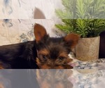 Small #1 Yorkshire Terrier