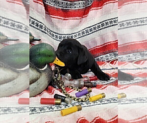 Medium Photo #7 Labrador Retriever Puppy For Sale in MERIDEN, KS, USA