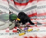 Small Photo #7 Labrador Retriever Puppy For Sale in MERIDEN, KS, USA