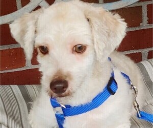Havanese Puppy for sale in WINSTON SALEM, NC, USA