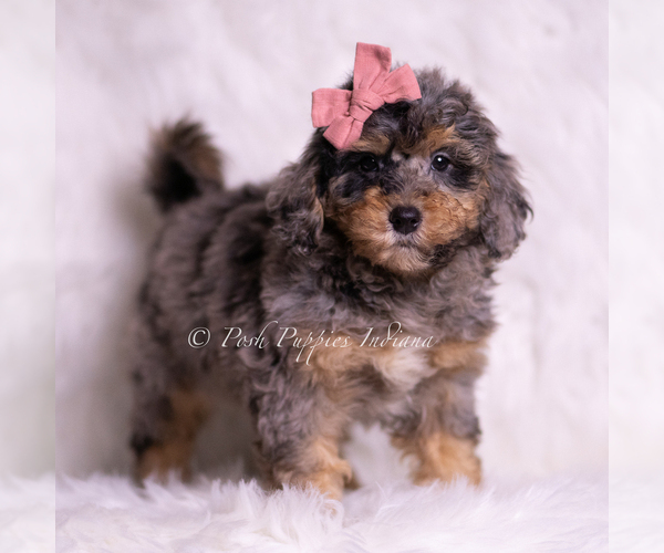 Medium Photo #3 Goldendoodle (Miniature) Puppy For Sale in WARSAW, IN, USA