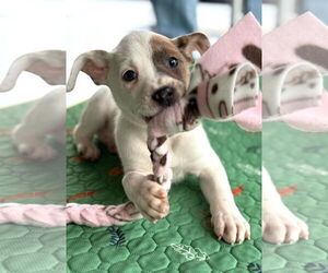 Labrador Retriever-Unknown Mix Dogs for adoption in GILBERTS, IL, USA