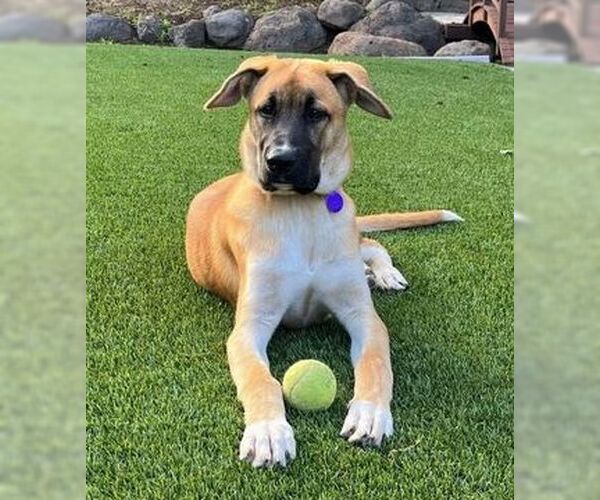 Medium Photo #7 Shepradors Puppy For Sale in Fremont, CA, USA