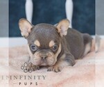 Small #3 French Bulldog