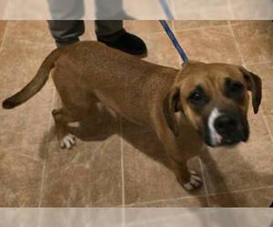 June - FOSTER OR ADOPT ME!! - Female Boxer-Unknown Mix Dog for Adoption - Photo #13