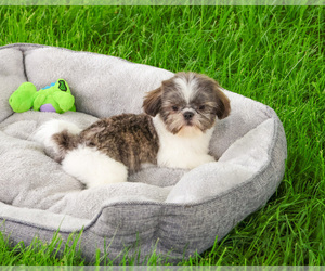 Shih Tzu Puppy for sale in SYRACUSE, IN, USA