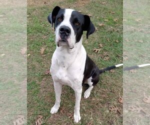 Boxer-Great Dane Mix Dogs for adoption in Bullard, TX, USA