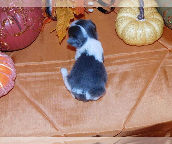 Medium Photo #4 Chihuahua Puppy For Sale in CHARLESTON, AR, USA