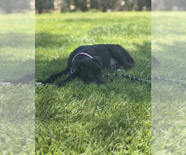 Medium Photo #2 Labrador Retriever Puppy For Sale in San Diego, CA, USA