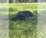 Small #1 Labrador Retriever