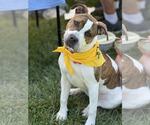 Small #4 American Pit Bull Terrier