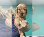 Small #2 Goldendoodle