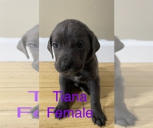 Daniff Puppy for sale in NORTH HAVEN, CT, USA