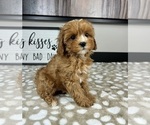Small #1 Cavapoo