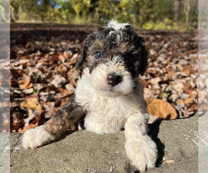 Goldendoodle (Miniature) Puppy for sale in PHOENIX, AZ, USA