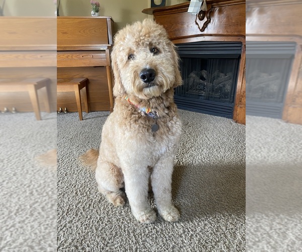 Medium Photo #1 Goldendoodle Puppy For Sale in SUNMAN, IN, USA
