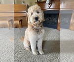 Small Photo #1 Goldendoodle Puppy For Sale in SUNMAN, IN, USA