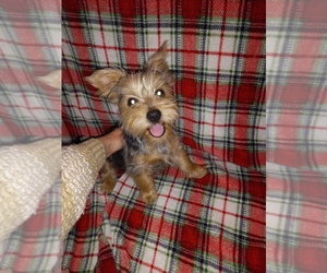 Yorkshire Terrier Puppy for sale in COPPERAS COVE, TX, USA
