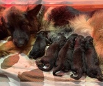 Small Photo #3 German Shepherd Dog Puppy For Sale in CULPEPER, VA, USA