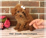 Small #1 Cockapoo (Miniature)