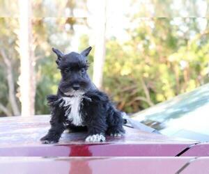 Schnauzer (Miniature) Dog for Adoption in KENDALL, Florida USA