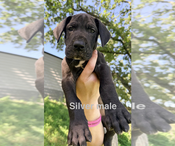 Medium Photo #9 Great Dane Puppy For Sale in WALNUT GROVE, MO, USA