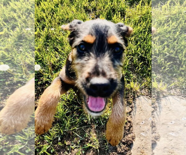 Medium Photo #5 Doberman Pinscher-Miniature Schnauzer Mix Puppy For Sale in Pottstown, PA, USA