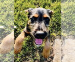 Small #4 Doberman Pinscher-Miniature Schnauzer Mix