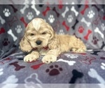 Small #6 Cocker Spaniel