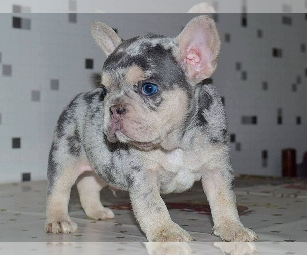 Medium Photo #3 French Bulldog Puppy For Sale in BOSTON, MA, USA