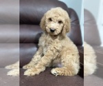 Puppy Pinkie Goldendoodle