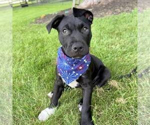 American Staffordshire Terrier-Unknown Mix Dogs for adoption in New Oxford , PA, USA