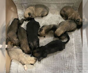 German Shepherd Dog Dogs for adoption in Riverside, CA, USA