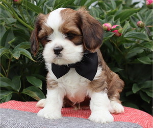 Medium Cava-Tzu