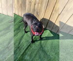 Small #8 Labrador Retriever Mix