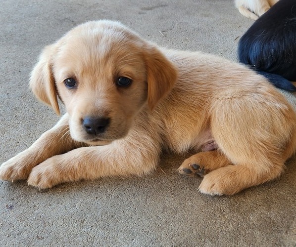 Medium Photo #3 Golden Labrador Puppy For Sale in BLACKVILLE, SC, USA