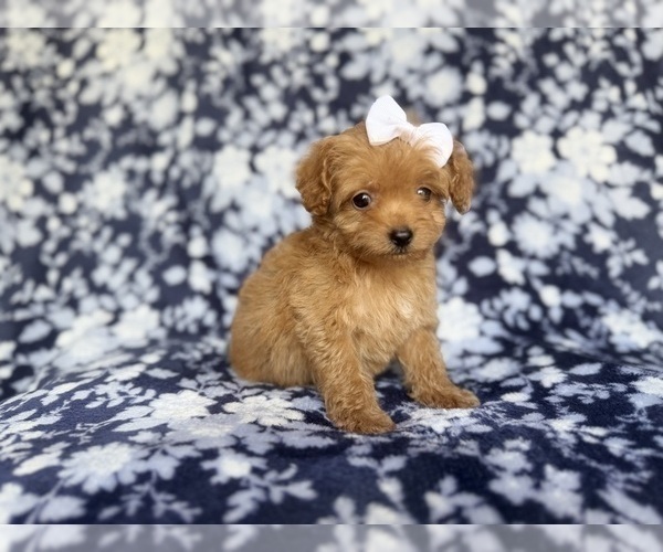 Medium Photo #2 Cockapoo (Miniature) Puppy For Sale in LAKELAND, FL, USA