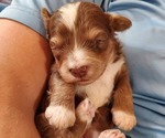 Small #30 Bernedoodle (Miniature)