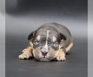 American Bully Puppy for sale in CHAMPAIGN, IL, USA