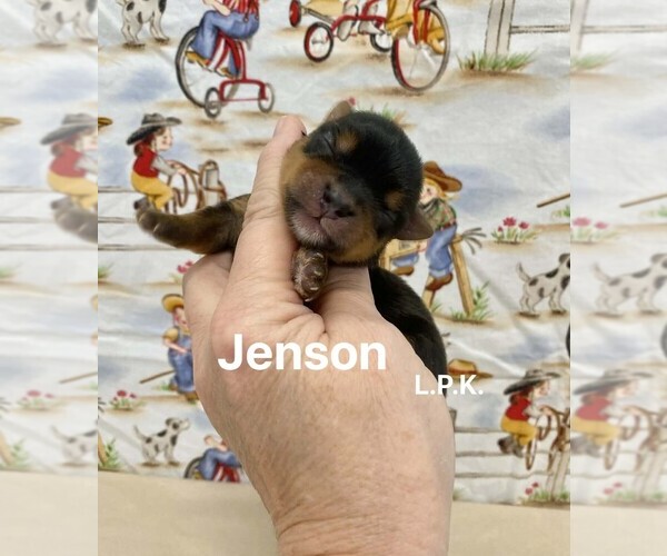 Medium Photo #1 Yorkshire Terrier Puppy For Sale in WINNSBORO, LA, USA