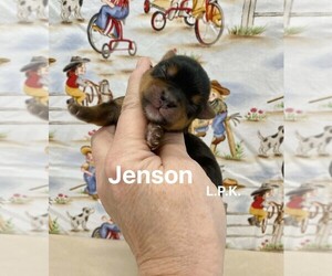 Yorkshire Terrier Puppy for sale in WINNSBORO, LA, USA