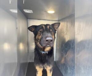 German Shepherd Dog-Unknown Mix Dogs for adoption in San Antonio, TX, USA