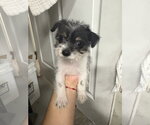 Small #1 Poodle (Miniature) Mix