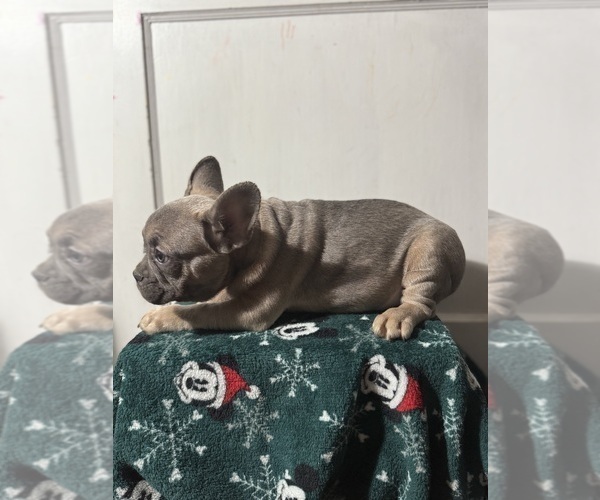 Medium Photo #5 French Bulldog Puppy For Sale in RIVERSIDE, NJ, USA
