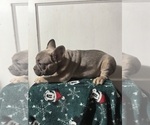 Small #4 French Bulldog