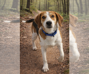 Mutt Dogs for adoption in Rustburg, VA, USA